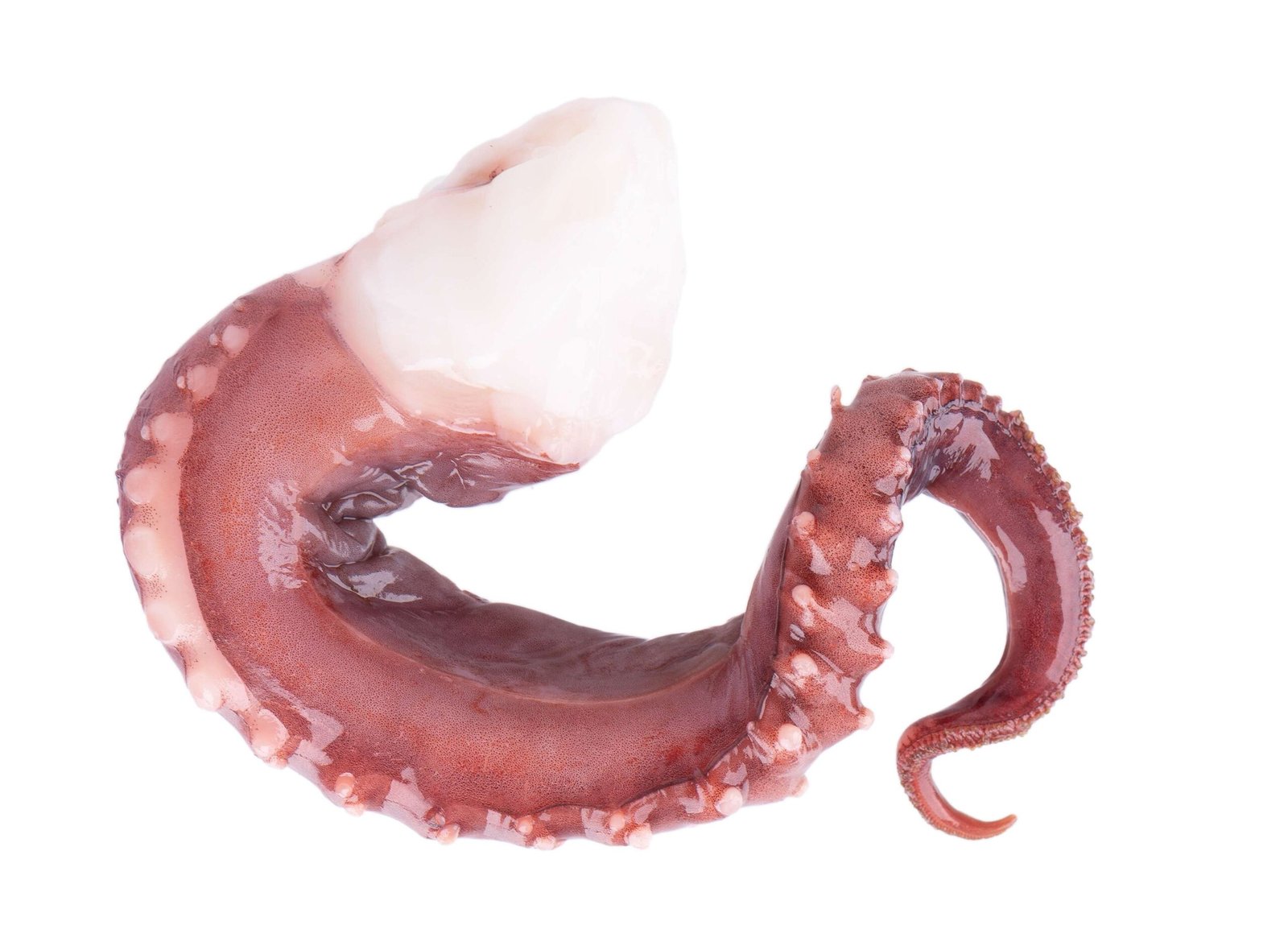 Tentaculo de calamar